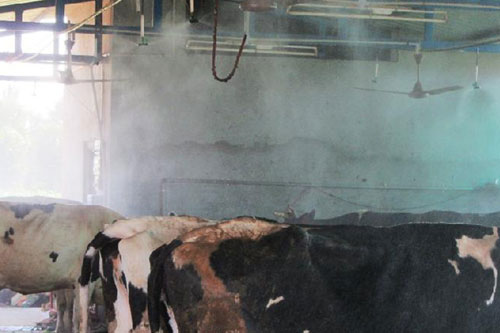 Animal (Dairy) Cooling System