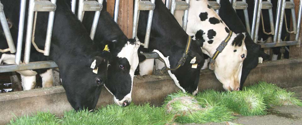 Milk Adulteration instant test kit hydroponic fodder system in yelahanka new town bengaluru karnataka