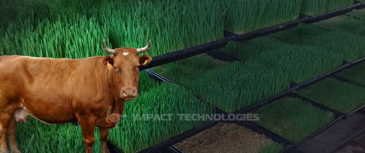 impact technologies - milking machines in bangalore karnataka